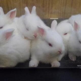 🐇ミニうさぎ🐇