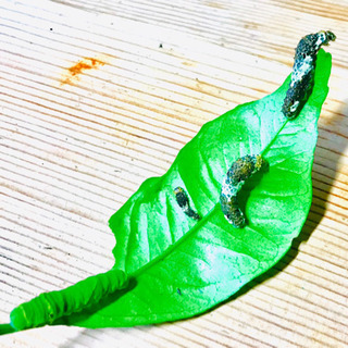 ☆人気☆アゲハ蝶幼虫4匹セット