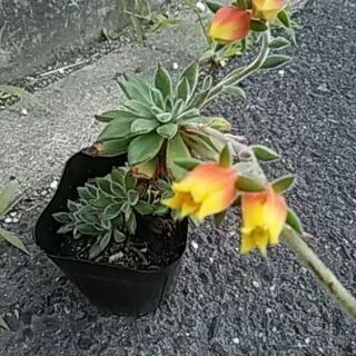花付き多肉植物の画像