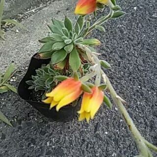 花付き多肉植物の画像