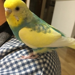 セキセイインコが迷子になりました。