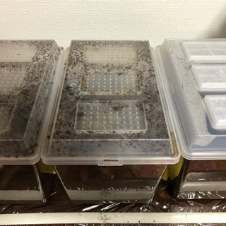 カブトムシ オスメス入り！ ケースごと！の画像