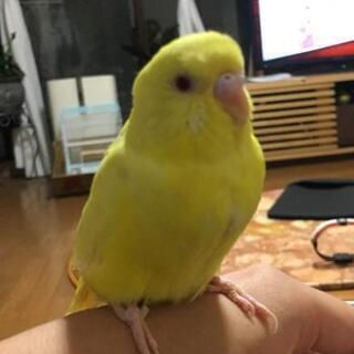 逃げだしたインコを探しています