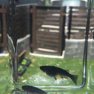 メダカ オロチ 稚魚10匹（針子サイズ）