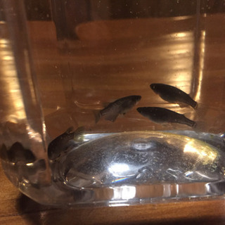 メダカ ブラックダイヤ 稚魚10匹（針子サイズ）