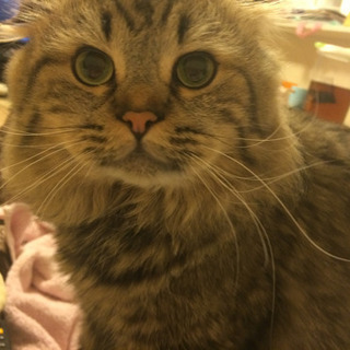 里親急募しています。