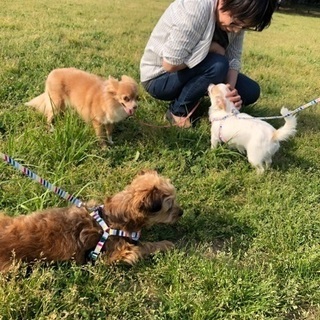 愛犬との楽しい生活を！型にはまったトレーニングや躾は本当に必要？