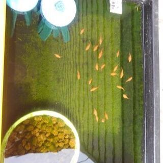 ダルマメダカ　水槽の中全部