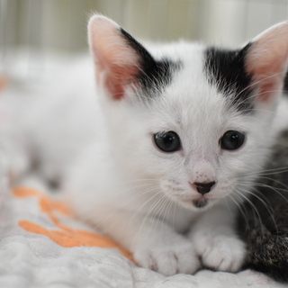 ねこらいく譲渡会6/16　生後1ヵ月～3才くらいの保護猫たちが里...