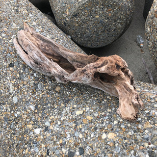 味のある流木