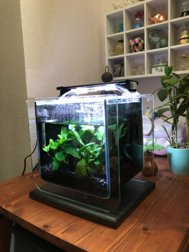 6L水槽  お手入れ用品含むフルセット