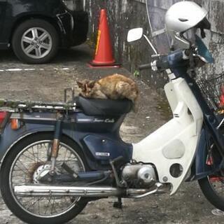 猫ちゃん情報 - 長崎市
