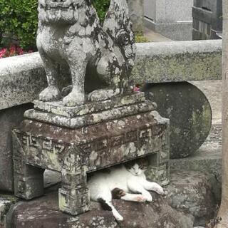 猫ちゃん情報 - 友達