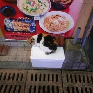 猫ちゃん情報