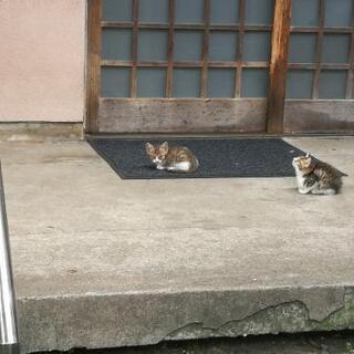 猫ちゃん情報 − 長崎県