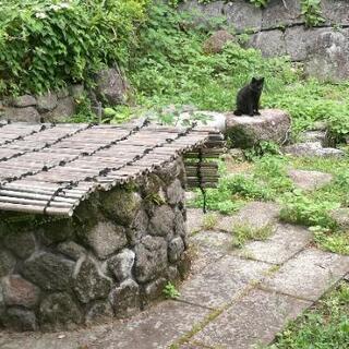 猫ちゃん情報 - メンバー募集