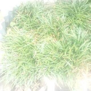 龍のひげ  約３０センチ直径分