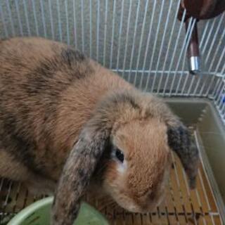 ロップイヤーの男の子13歳です - 横須賀市