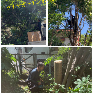 庭木の剪定☆伐採 抜根致します。庭の手入れ店【所沢市 狭山市志木...