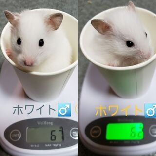 長毛カラーハムスターの里親募集します。