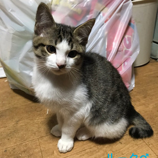 里親になってください