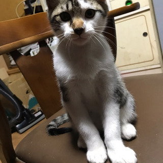 里親募集