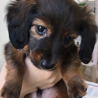 犬友 募集 