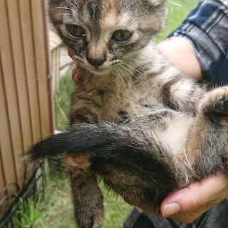 親猫が子猫を連れて引っ越して行ったので募集終了します！