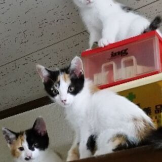 2ヶ月の子猫(3匹)