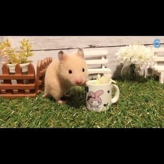 キンクマハムスター 5月10日生まれ⑥