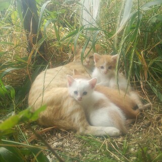 4月生まれ3匹の子猫。里親を募集しています