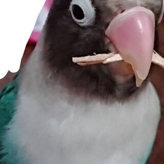 迷子のインコを探してください。