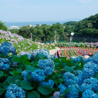 写真　カメラ　📸あじさい撮影会📸