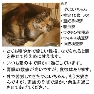 シニアの三毛やよいちゃんにどうか穏やかな余生を！