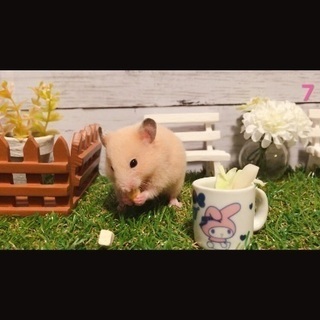 キンクマハムスター 19年5月10日生まれ⑦