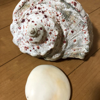 ヤコウガイ（貝殻）
の画像