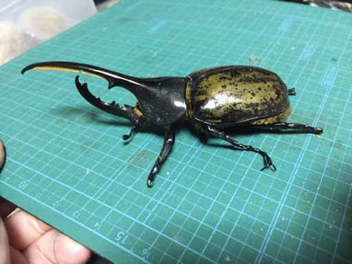 ヘラクレスヘラクレス♂単品