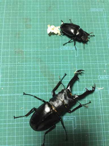 ギラファノコギリクワガタ ペア
