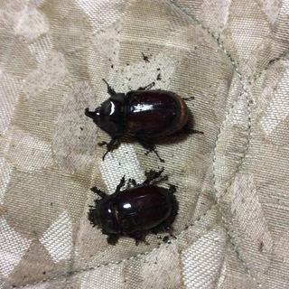 サイカブトムシ成虫（外国産ペア