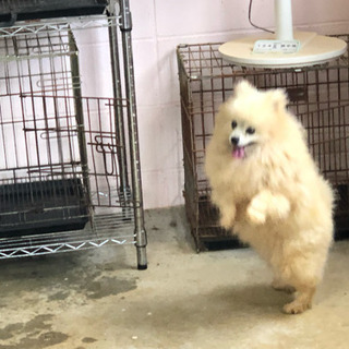 ポメラニアン