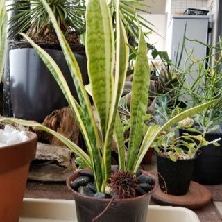 高さ45cm　サンスベリアの鉢植え　観葉植物　多肉植物