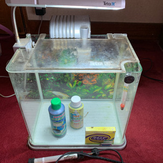格安 熱帯魚 おしゃれな小型水槽 30センチ