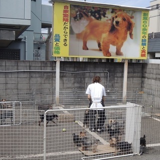 ペットショップで　子犬のケージを　お掃除してくださいの画像
