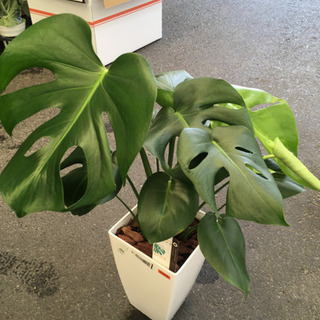 観葉植物 モンステラ