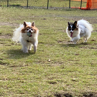 犬友達募集 - 友達