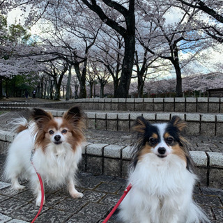 犬友達募集 − 東京都