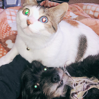 オッドアイの成猫