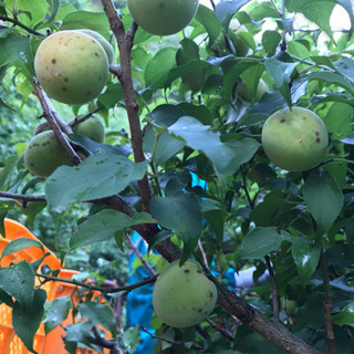 【南高梅 M〜L 1㎏ 1000円 】無農薬 オーガニックの画像