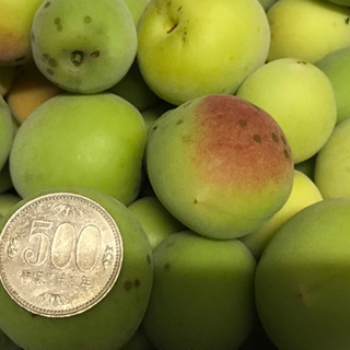 【南高梅 M〜L 1㎏ 1000円 】無農薬 オーガニックの画像