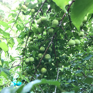 【南高梅 M〜L 1㎏ 1000円 】無農薬 オーガニックの画像